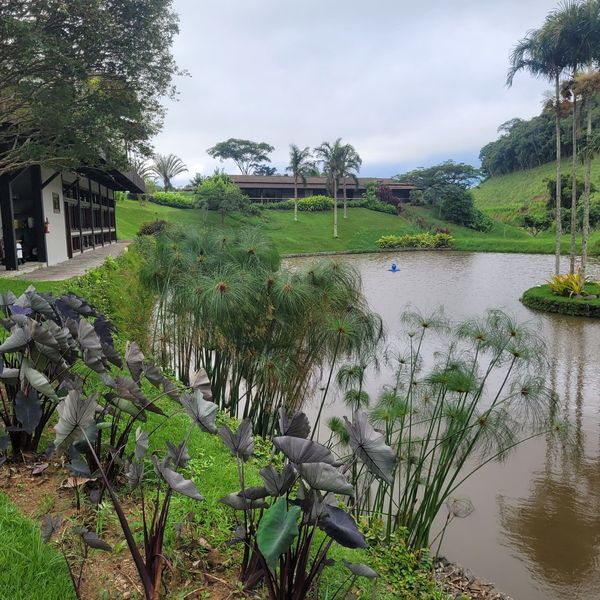 Paisagismo completo com lago e jardins