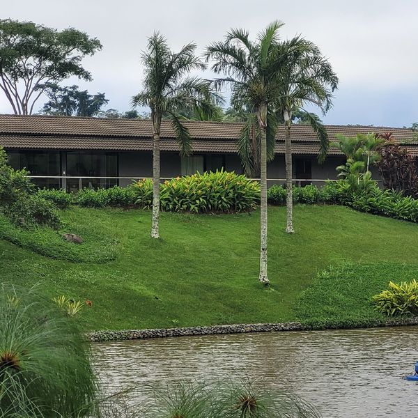 Vista panorâmica do lago com palmeiras