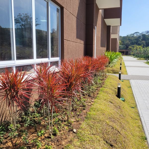 Canteiros com dracenas e iluminação