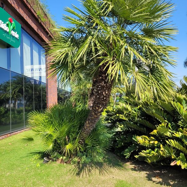 Palmeira imperial e jardim de fachada