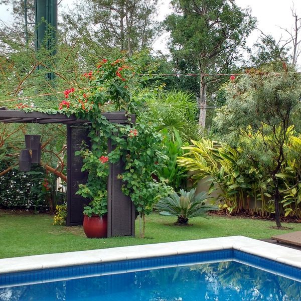 Jardim com pérgola e trepadeiras