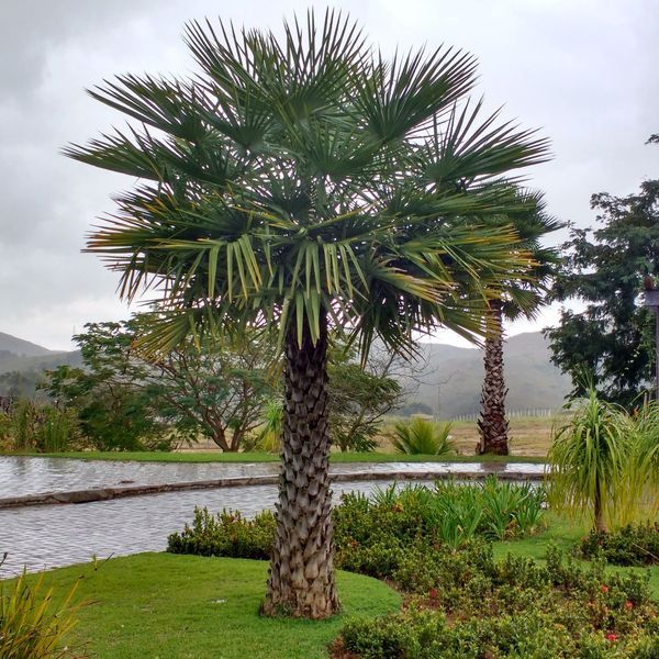 Lago com canteiros e jardim
