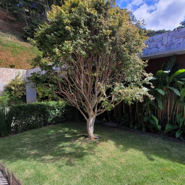 Árvore ornamental em gramado